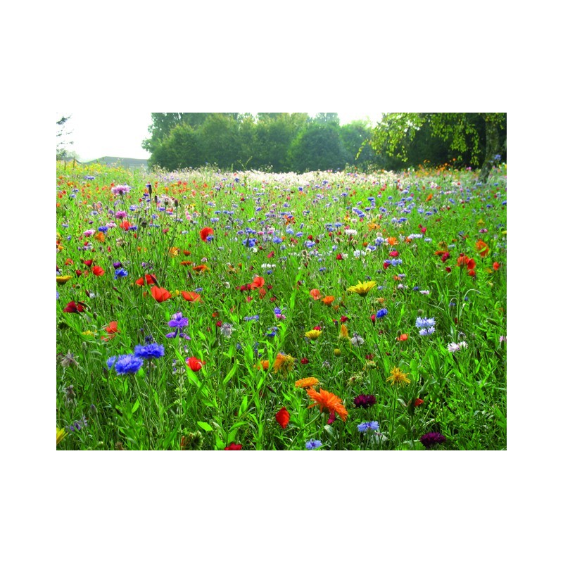 Mélange fleuris « champêtre »