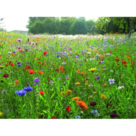 Mélange fleuris « champêtre »