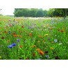 Mélange fleuris « champêtre »