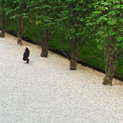 Gravier blanc 4/6 | Paris Gazon