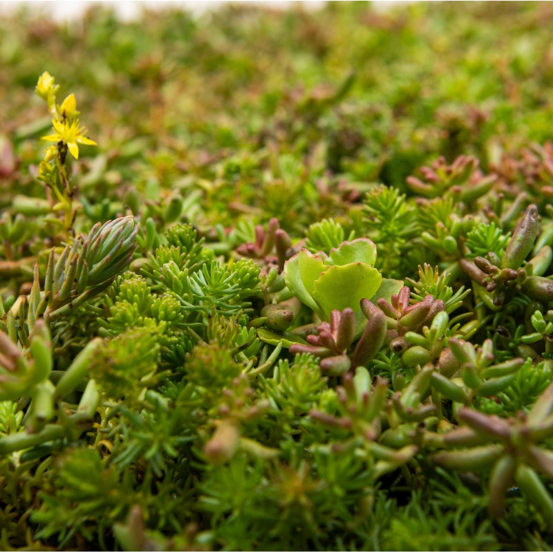 Achat de tapis de sedum en ligne | Paris Gazon