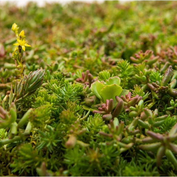 Achat de tapis de sedum en ligne | Paris Gazon
