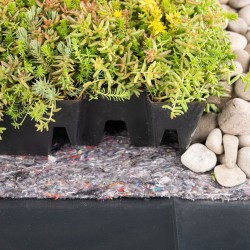 Achat de plateau de sedum sur internet | Paris Gazon