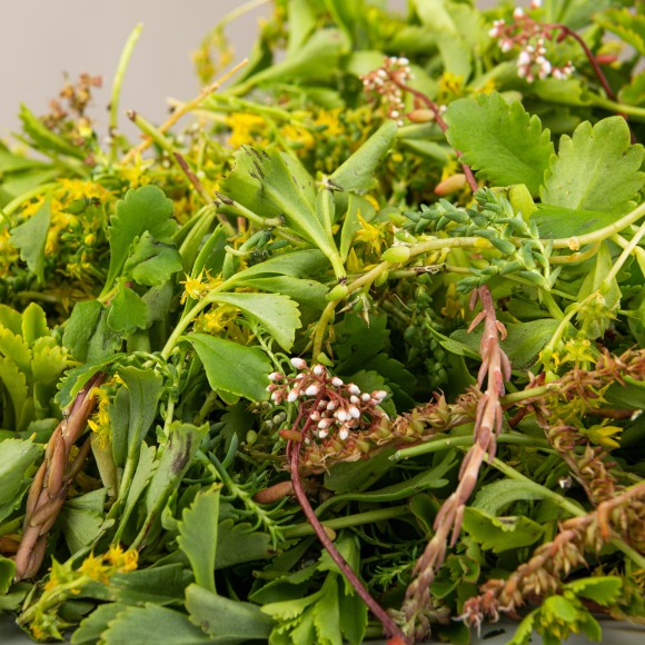 Achat boutures de sedum sur internet | Paris Gazon