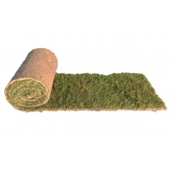 PETITS ROULEAUX PRO de gazon Français