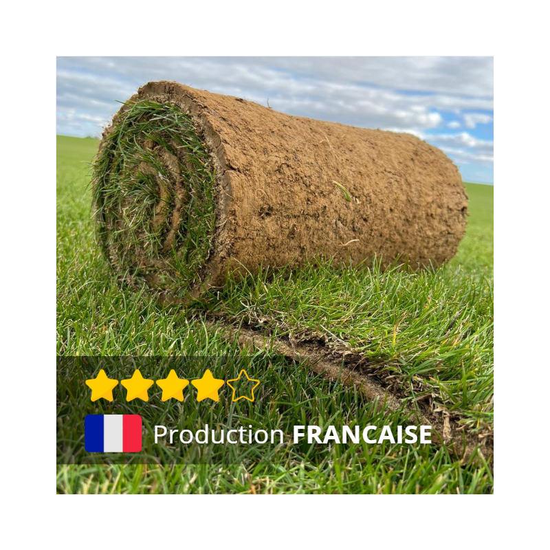 PETITS ROULEAUX PRO de gazon Français