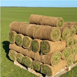 PETITS ROULEAUX PRO de gazon Français